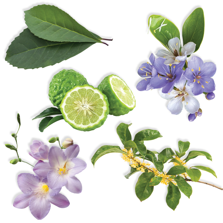 infuse perfume ingredients akro
