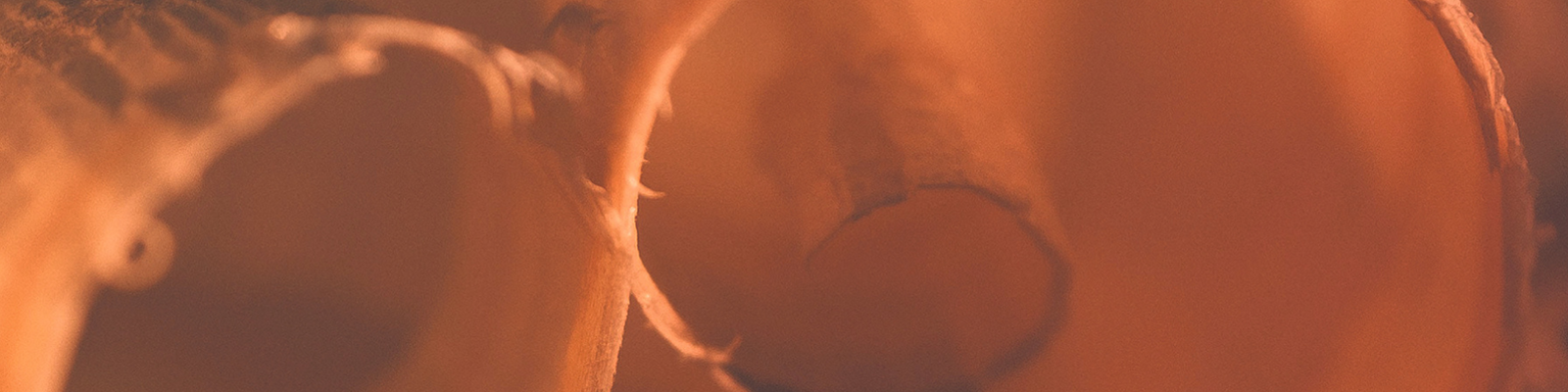 Woody fragrances perfumes akro